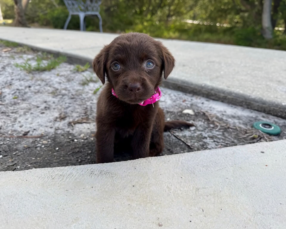 Frame 0 — puppy start