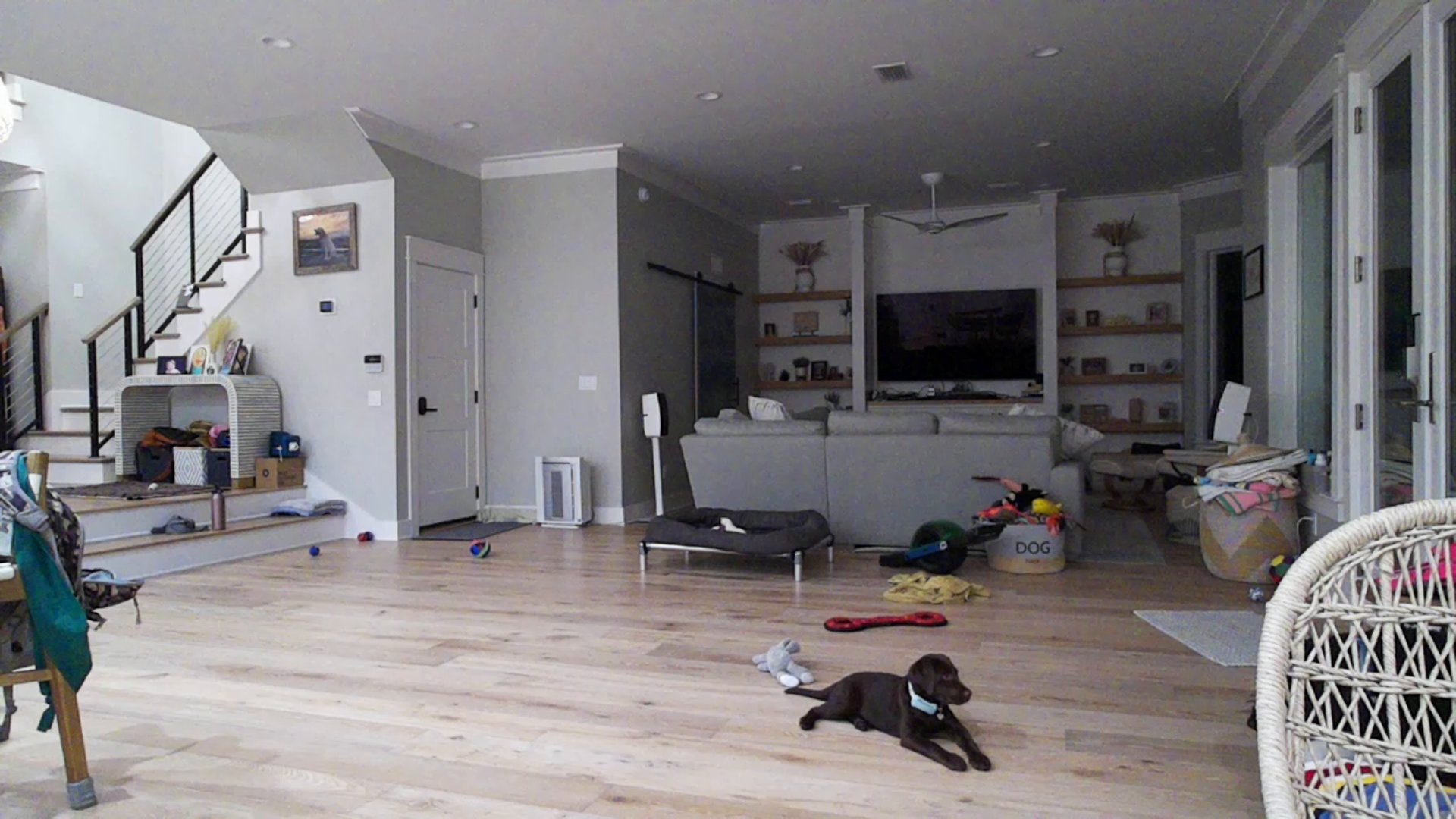 First frame from the robot camera: living room and chocolate puppy